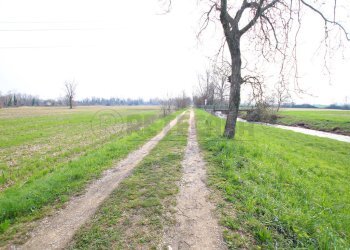 IMG_3549.JPG - Terreno agricolo Villaverla - foto 7