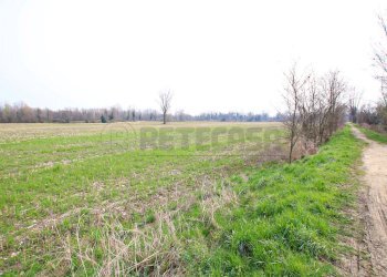 IMG_3552.JPG - Terreno agricolo Villaverla - foto 8