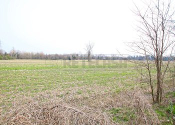 IMG_3553.JPG - Terreno agricolo Villaverla - foto 9