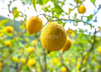 Villa Seborga - foto 10