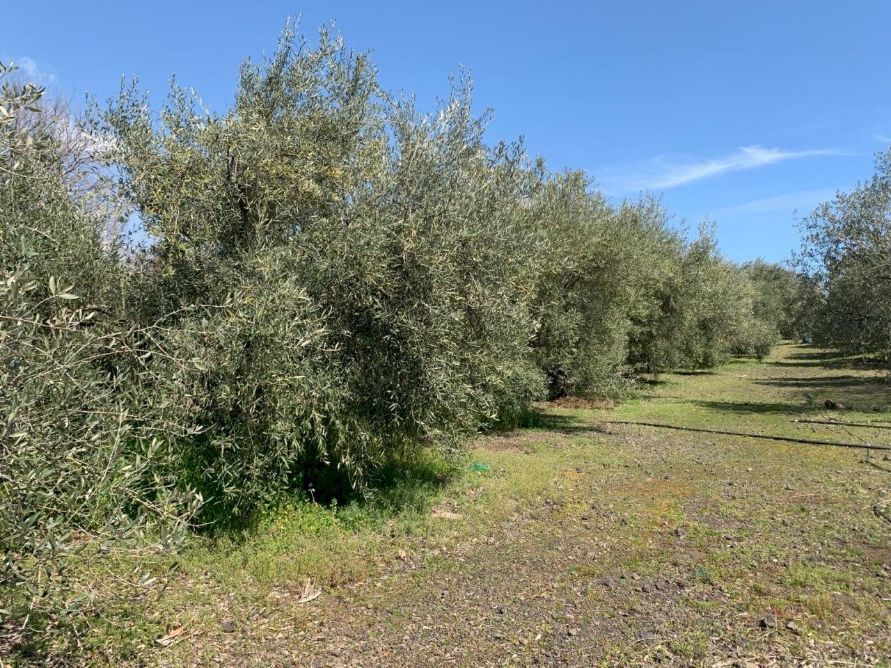 WhatsApp Image 2024-03-19 at 16.50.42(4).jpeg - Agricultural land Pedara - photo 3