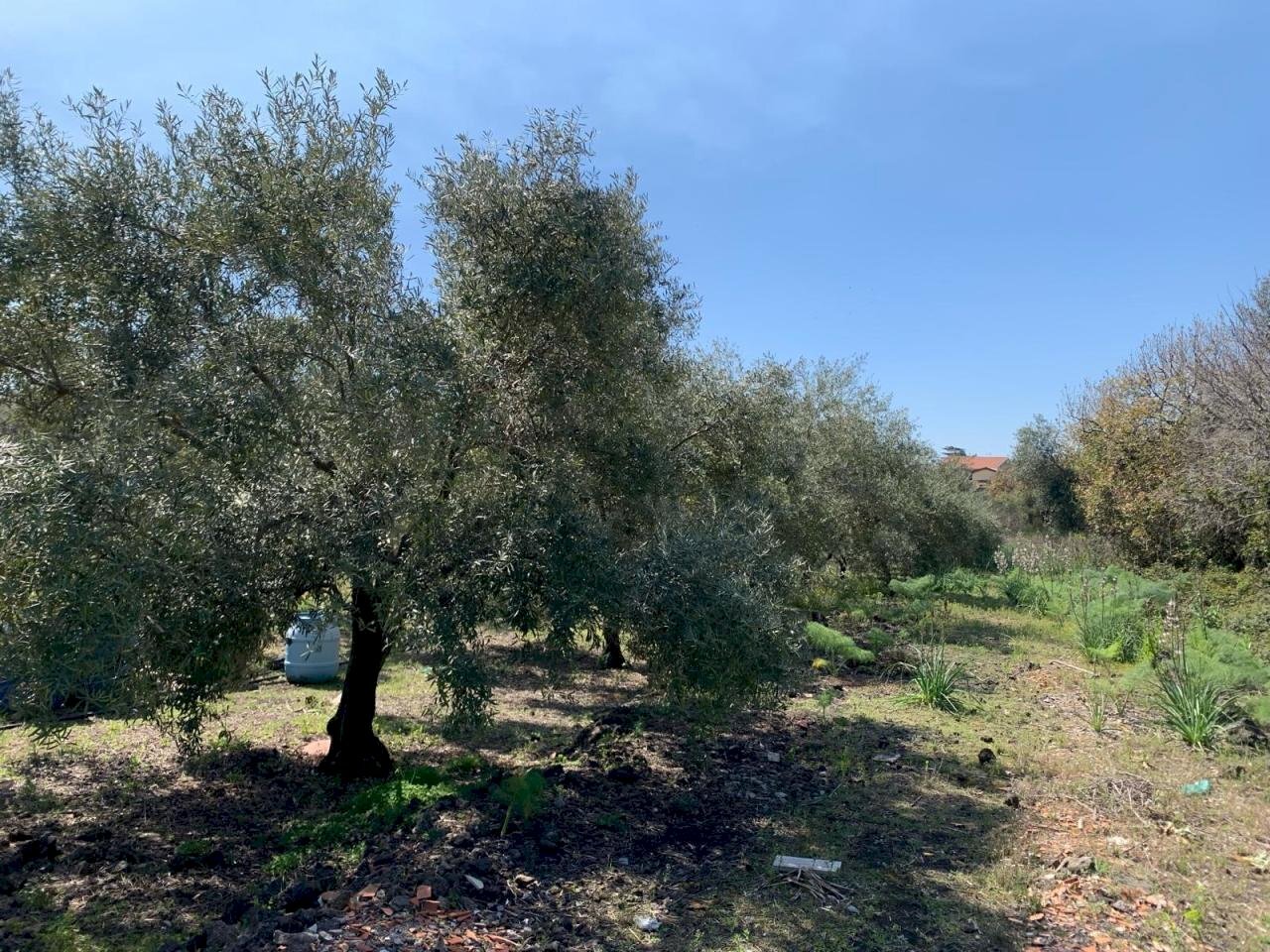 WhatsApp Image 2024-03-19 at 16.49.46.jpeg - Agricultural land Pedara - photo 1