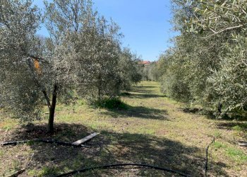 WhatsApp Image 2024-03-19 at 16.50.42.jpeg - Agricultural land Pedara - photo 4