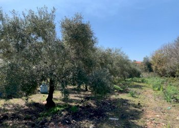 WhatsApp Image 2024-03-19 at 16.49.46.jpeg - Agricultural land Pedara - photo 1