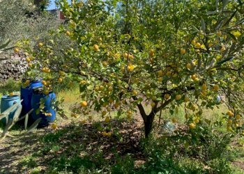 WhatsApp Image 2024-03-19 at 16.50.43(2).jpeg - Agricultural land Pedara - photo 5