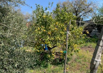 WhatsApp Image 2024-03-19 at 16.50.43.jpeg - Agricultural land Pedara - photo 6