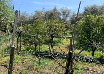 WhatsApp Image 2024-03-19 at 16.50.43(1).jpeg - Agricultural land Pedara - photo 7