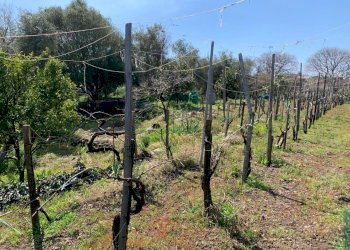 WhatsApp Image 2024-03-19 at 16.50.08(2).jpeg - Agricultural land Pedara - photo 8