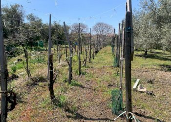 WhatsApp Image 2024-03-19 at 16.50.08(1).jpeg - Agricultural land Pedara - photo 9