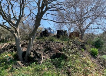 WhatsApp Image 2024-03-19 at 16.50.42(5).jpeg - Agricultural land Pedara - photo 10