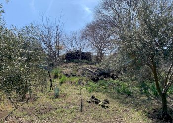 WhatsApp Image 2024-03-19 at 16.50.42(1).jpeg - Agricultural land Pedara - photo 11