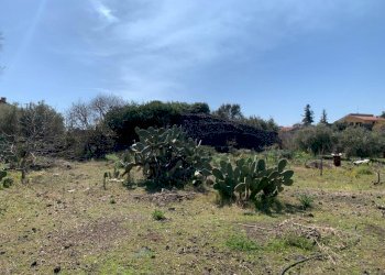 WhatsApp Image 2024-03-19 at 16.50.42(2).jpeg - Agricultural land Pedara - photo 12