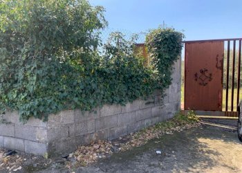 WhatsApp Image 2024-03-19 at 16.50.43(3).jpeg - Agricultural land Pedara - photo 14