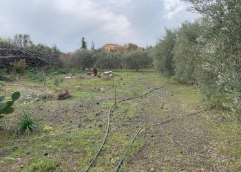 WhatsApp Image 2025-01-29 at 11.37.08.jpeg - Agricultural land Pedara - photo 17