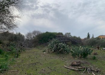 WhatsApp Image 2025-01-29 at 11.37.07 (2).jpeg - Agricultural land Pedara - photo 18