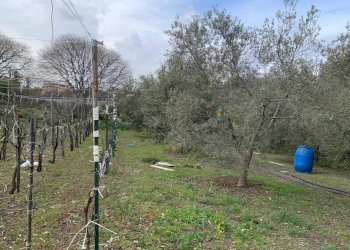 WhatsApp Image 2025-01-29 at 11.37.07 (1).jpeg - Agricultural land Pedara - photo 19