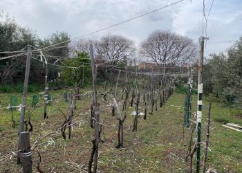 WhatsApp Image 2025-01-29 at 11.37.07.jpeg - Agricultural land Pedara - photo 20