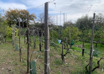 WhatsApp Image 2025-01-29 at 11.37.06.jpeg - Agricultural land Pedara - photo 21