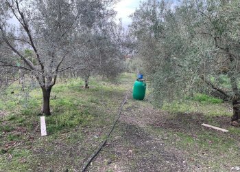 WhatsApp Image 2025-01-29 at 11.37.05 (1).jpeg - Agricultural land Pedara - photo 22