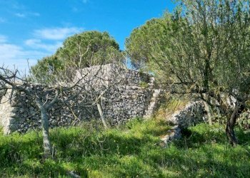 Terreno agricolo Tricase - foto 6
