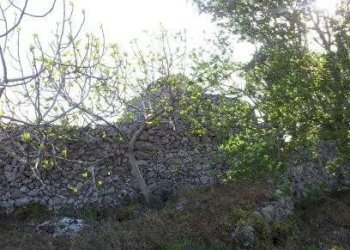 Terreno agricolo Tricase - foto 10