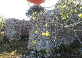 Terreno agricolo Tricase - foto 11