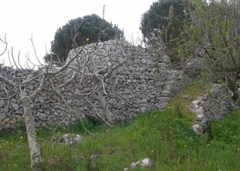 Terreno agricolo Tricase - foto 16