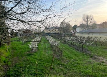 Terreno edificabile Massa Lombarda - foto 3
