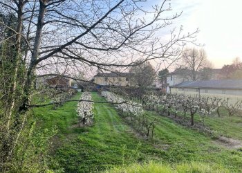 Terreno edificabile Massa Lombarda - foto 5