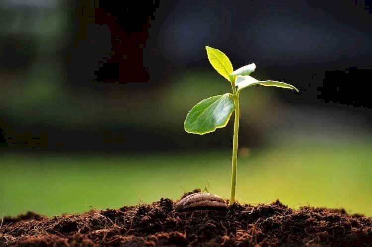 foto esemplificativa - Agricultural land SP25, Borgomaro - photo 1