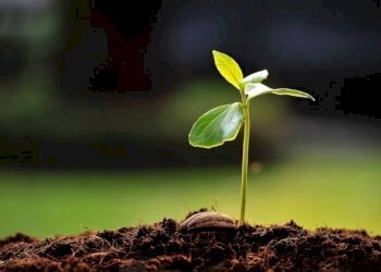 foto esemplificativa - Terreno agricolo SP25, Borgomaro - foto 1