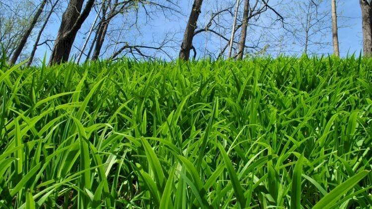 foto esemplificativa - Agricultural land SP25, Borgomaro - photo 1