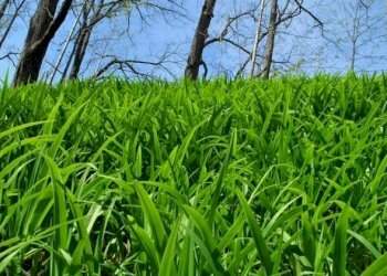 foto esemplificativa - Terreno agricolo SP25, Borgomaro - foto 1