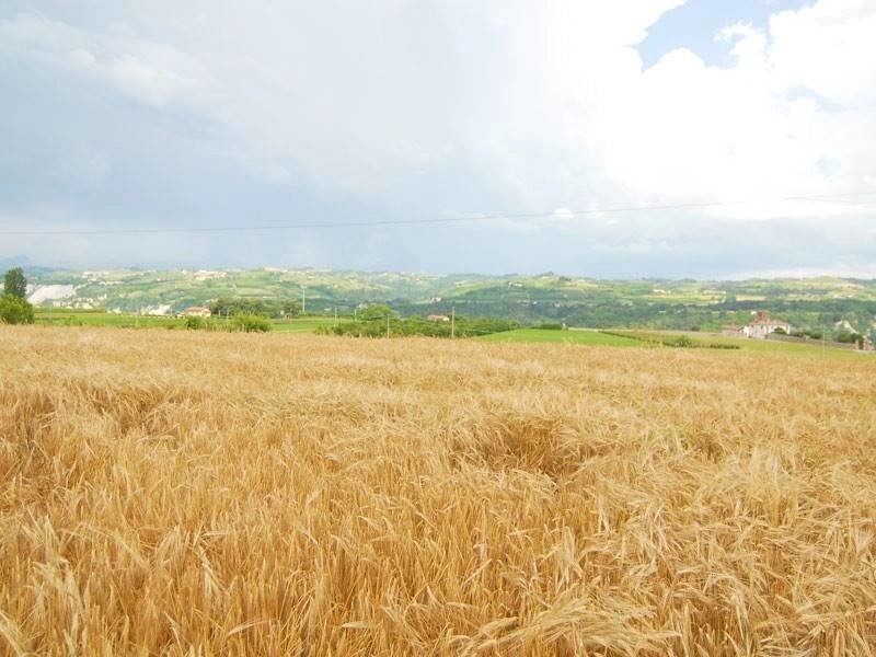 Casale Carrù - foto 2