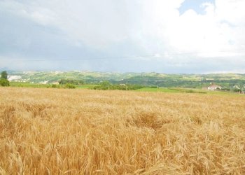 Casale Carrù - foto 2