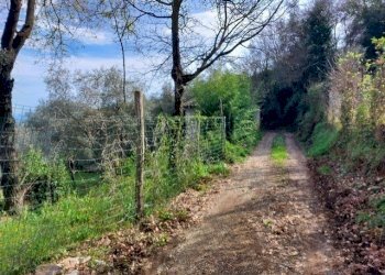 thumbnail_92e22ced-046f-42b9-9285-4a4ae87a1a13.jpg - Rustico Via Caffaggio 10, Ameglia - foto 11