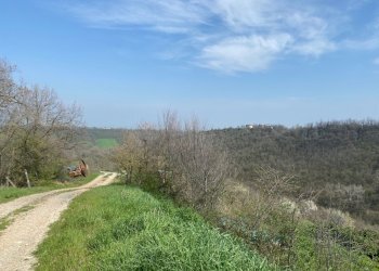 3.jpg - Terreno agricolo Miano, Medesano - foto 3
