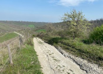 6.jpg - Terreno agricolo Miano, Medesano - foto 5