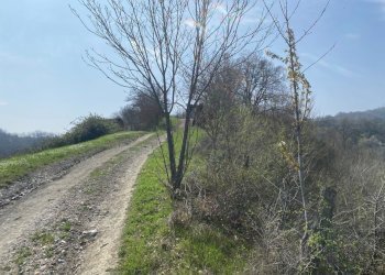 7.jpg - Terreno agricolo Miano, Medesano - foto 6