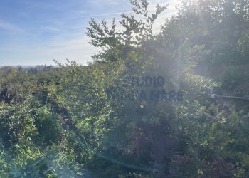 IMG_0903.JPG - Agricultural land Taggia - photo 4