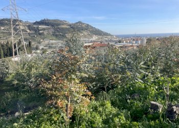 IMG_0907.JPG - Agricultural land Taggia - photo 8