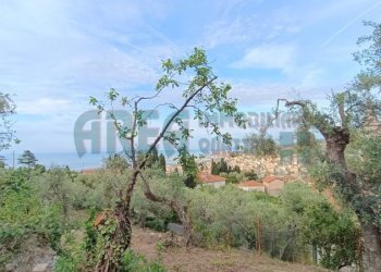 IMG_20240513_080658.jpg - Agricultural land Via Fanny Roncati Carli 131, Imperia - photo 2