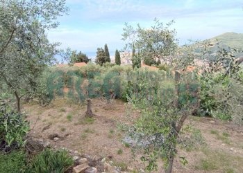 IMG_20240513_080500.jpg - Agricultural land Via Fanny Roncati Carli 131, Imperia - photo 5