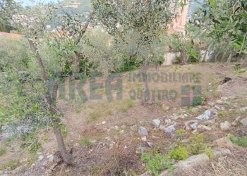 IMG_20240513_080455.jpg - Agricultural land Via Fanny Roncati Carli 131, Imperia - photo 6