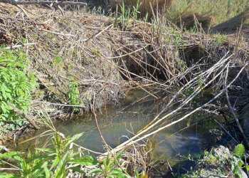 20240325_084946.jpg - Terreno agricolo Via delle Grotte 1521, Morlupo - foto 6
