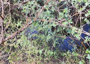 20240325_091757.jpg - Stabile - Palazzo via delle grotte, Morlupo - foto 8