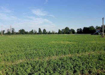 tereno agricolo.jpg - Terreno agricolo Sarzana - foto 1