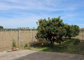 Terreno - Rustico contrada San Nicola, Rocca Imperiale - foto 11