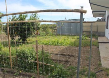 Terreno - Rustico contrada San Nicola, Rocca Imperiale - foto 12