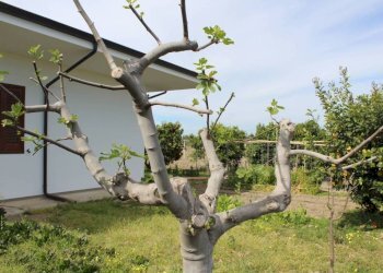 Giardino - Rustico contrada San Nicola, Rocca Imperiale - foto 15